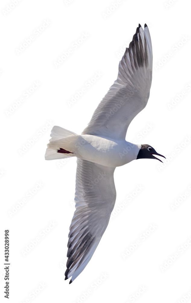 Fototapeta premium single black-head seagull view from below