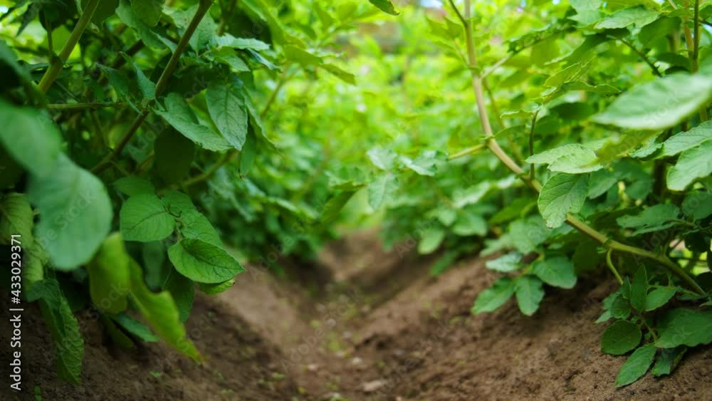 Magic movement through the potato forest