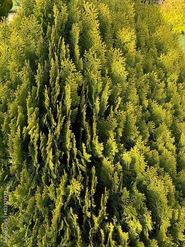 Green decorative tree photo oak
