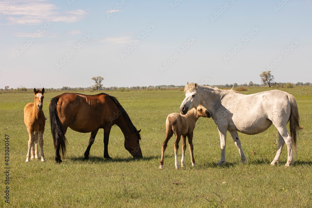 horse and foal walking in nature