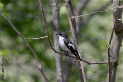 A male European pied flycatcher (Ficedula hypoleuca) is photographed on a branch close-up in its natural habitat.