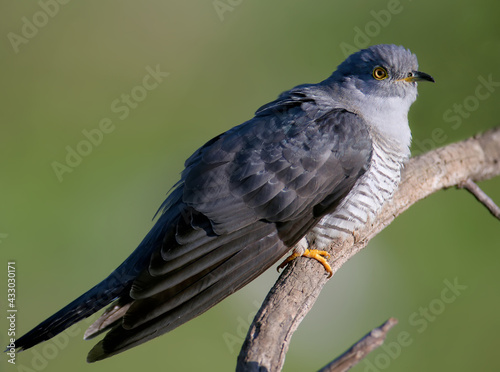 Unusually close-ups of an ordinary cuckoo sitting on a branch against a blurred background and looking at the photographer