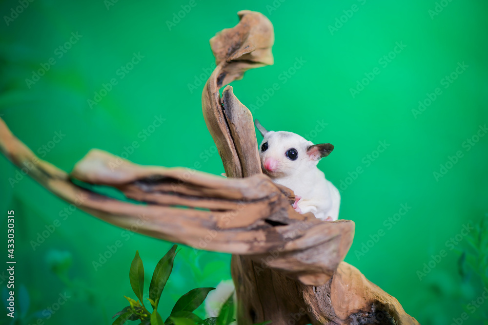 Obraz premium Sugar glider on a branch