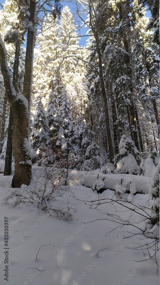 forest in winter