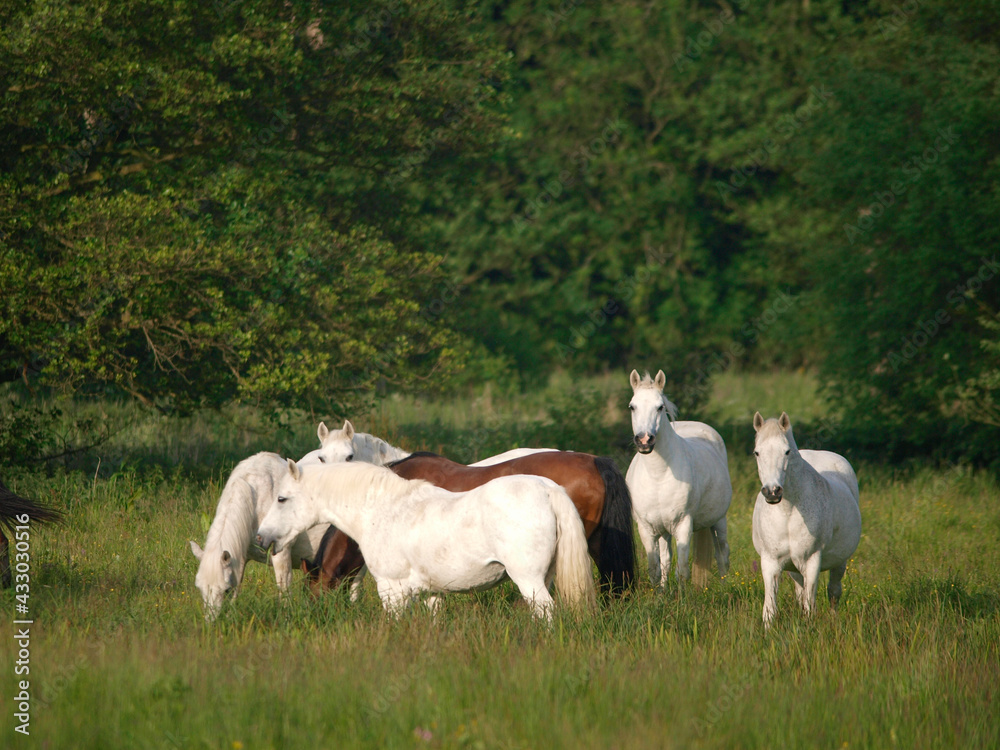 Herd of Ponies