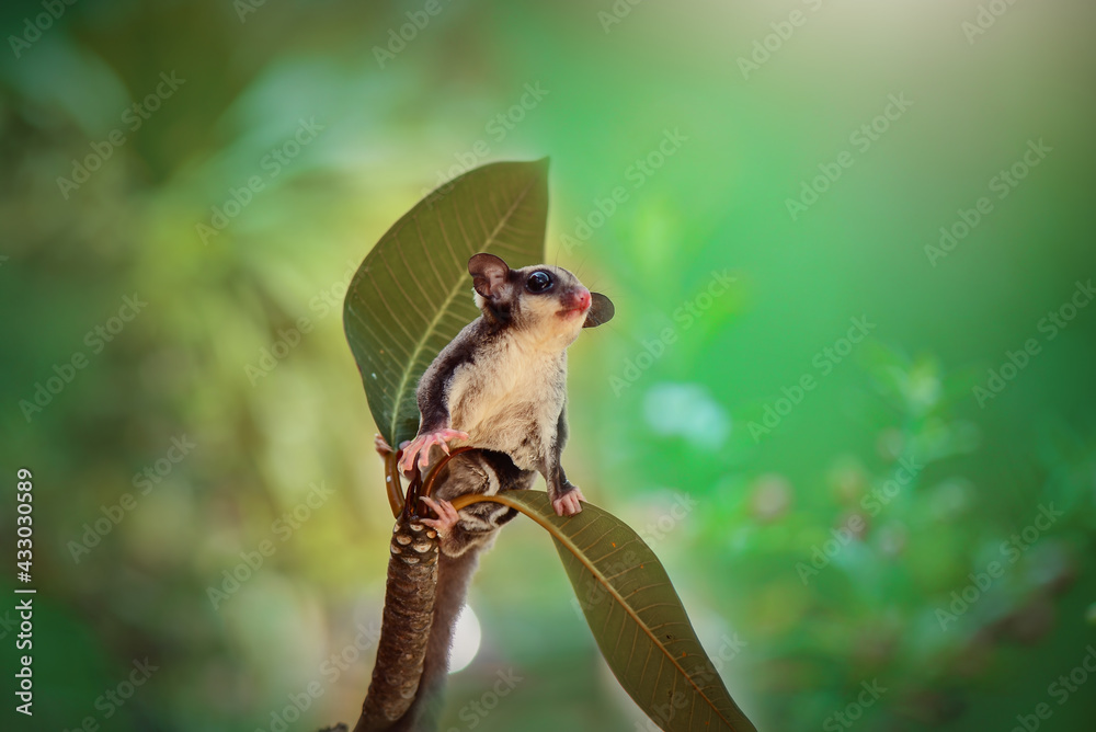 Fototapeta premium Sugar glider on a branch