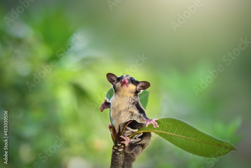 Sugar glider  on a branch