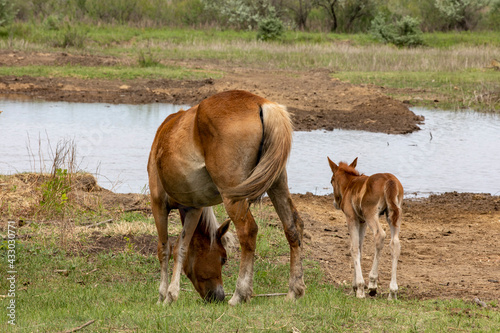 horses and foals walk in nature