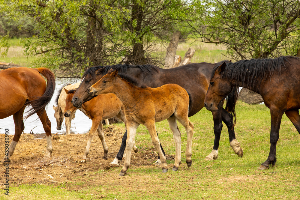 Fototapeta premium horses and foals in nature