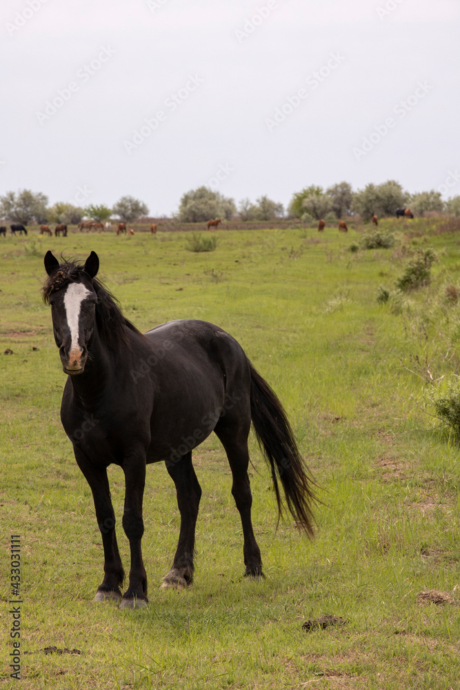 horses and foals in nature horses and foals in nature
