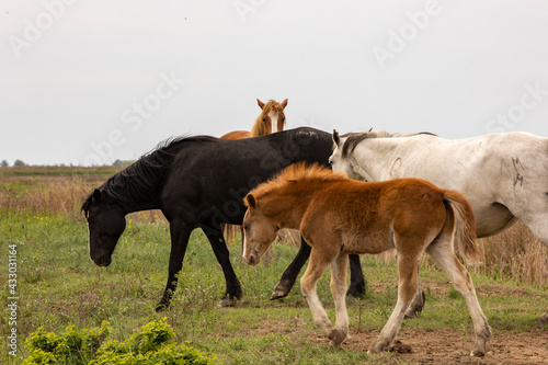 horses and foals in nature