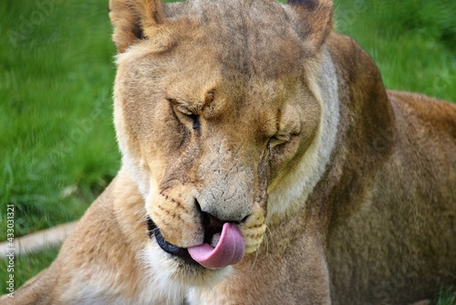 Lion licking its nose