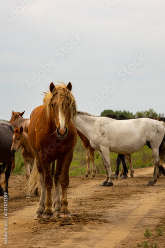 Fototapeta Naklejka Na Ścianę i Meble -  horses and foals in nature