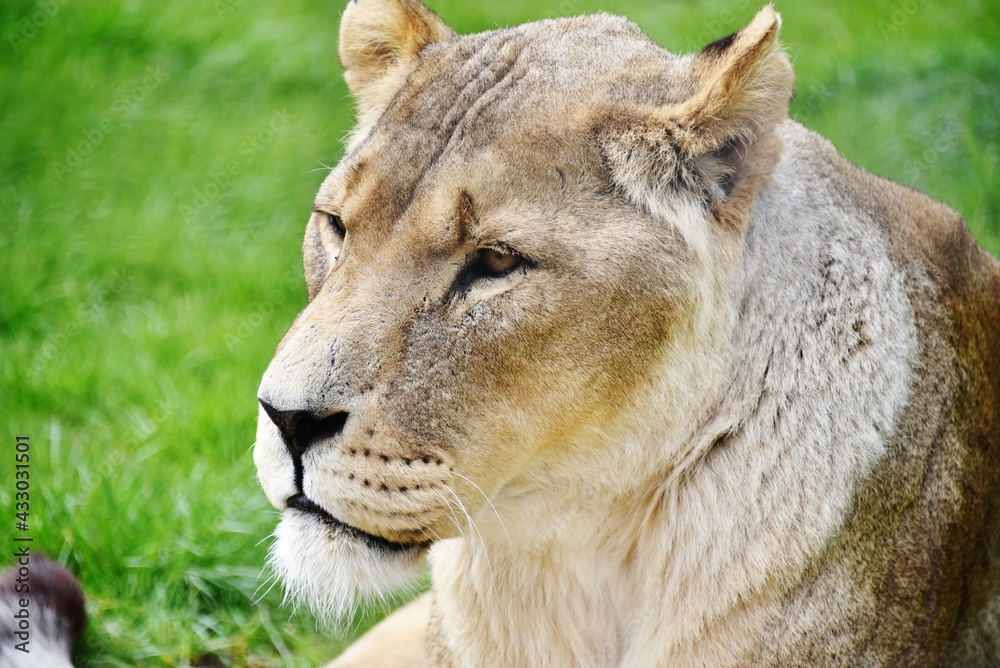 Obraz premium Lion head and shoulders in profile 