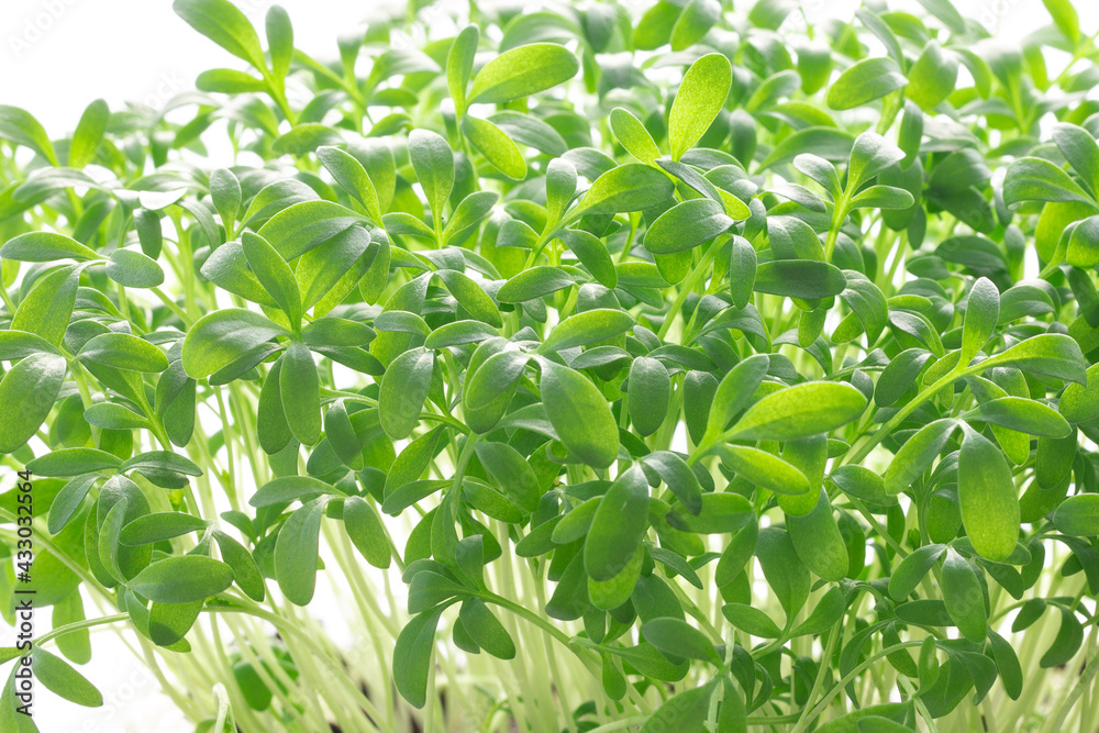 Bright greens of watercress salad. Green fresh herbs. Microgreens, Home plantings.
