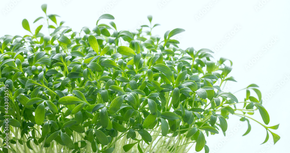 Banner. Bright greens of watercress salad. Green fresh herbs. Microgreens, Home plantings.