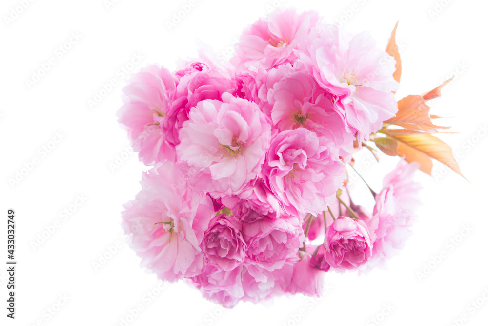 Close-up of pink cherry blossoms on a tree