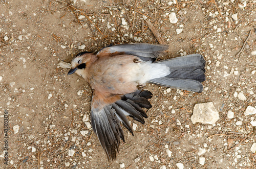 Canvas Print Dead bird on the ground. poaching and pollution
