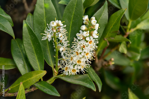 Macro shot of a blossom of the cherry laurel Laurocerasus