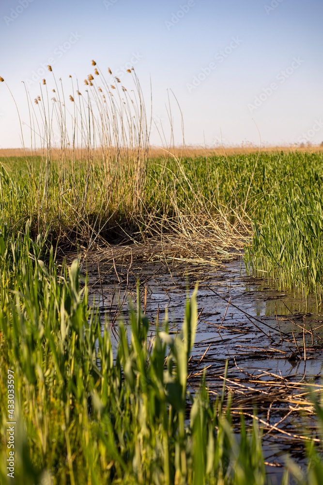 Obraz premium dry reeds and grass on the river