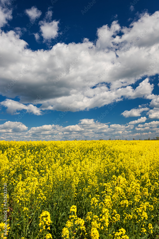 Blooming yellow field against the sky with clouds, with a shallow depth of field Blooming yellow field against the sky with clouds, with a shallow depth of field