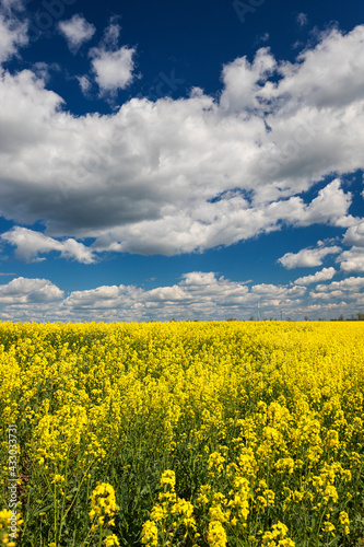 Blooming yellow field against the sky with clouds, with a shallow depth of field