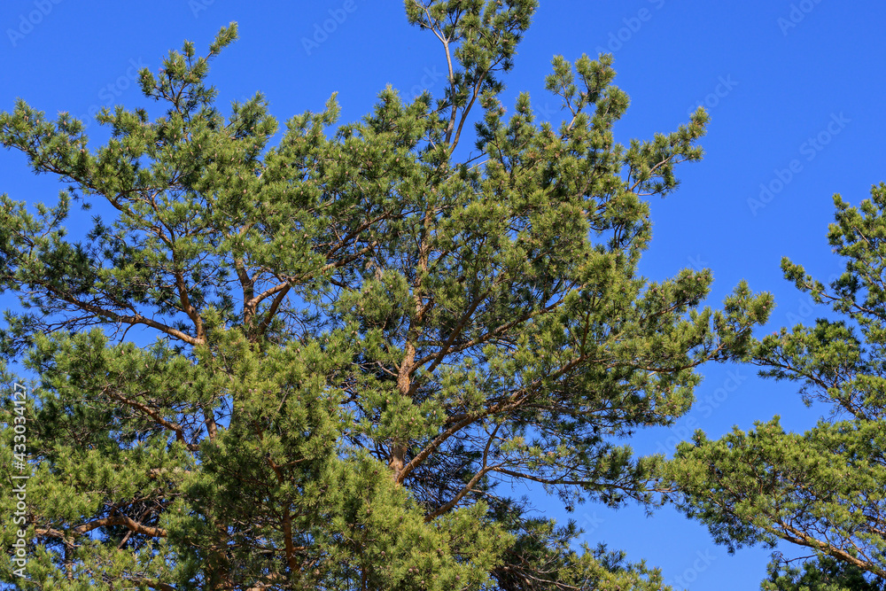 The upper part of the pine tree against the blue sky The upper part of the pine tree against the blue sky