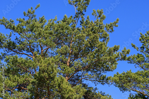 The upper part of the pine tree against the blue sky