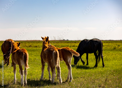 horses and foals in nature © Dmitrii