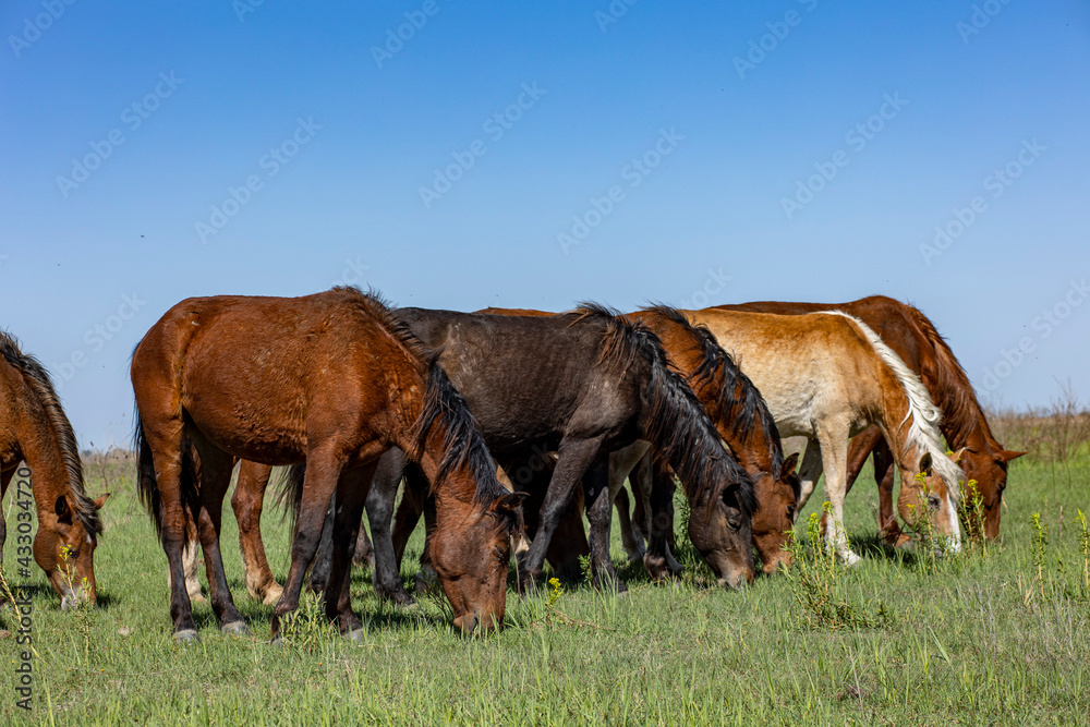 horses and foals in nature