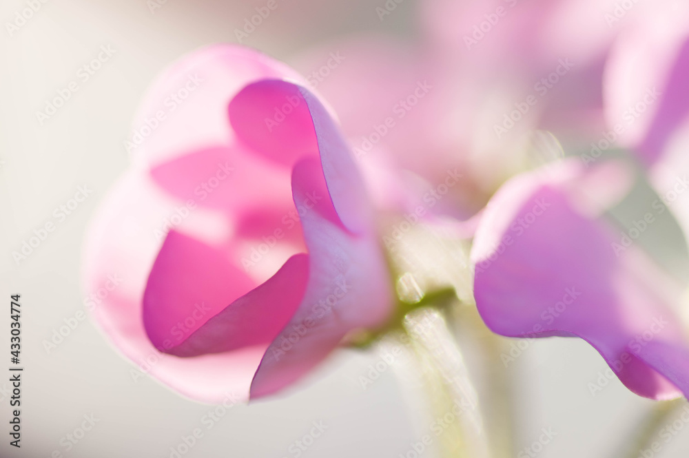 ベランダガーデニングのピンクのゼラニウムをマクロレンズで撮影。ピンクのゼラニウムの花言葉は「決意」「決心」 ベランダガーデニングのピンクのゼラニウムをマクロレンズで撮影。ピンクのゼラニウムの花言葉は「決意」「決心」