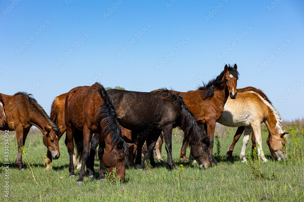 Obraz premium horses and foals in nature