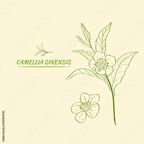 Set of branches, leaves and flowers of a tea plant.Silhouettes of branches and leaves of a tea bush.Skcetch of tea leaves. Botanical illustration. photo