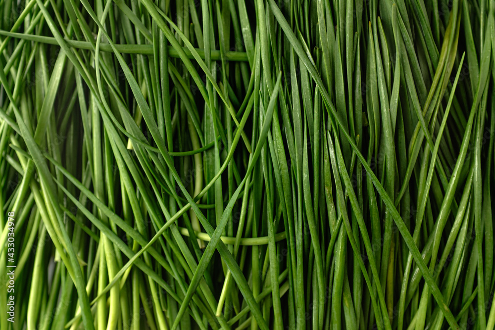 Green leek on white background Green leek on white background