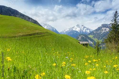 Bergblumenwiese im Frühling mit Almhütte und Alpen im Hintergrund