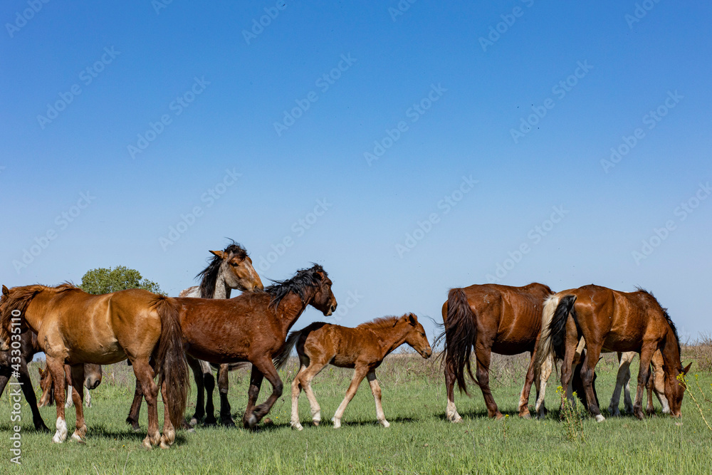 horses and foals in nature