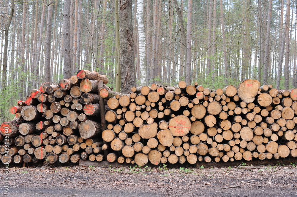 Stack of logs of old trees cut and sawn in the wood and piled for transportation in Europe