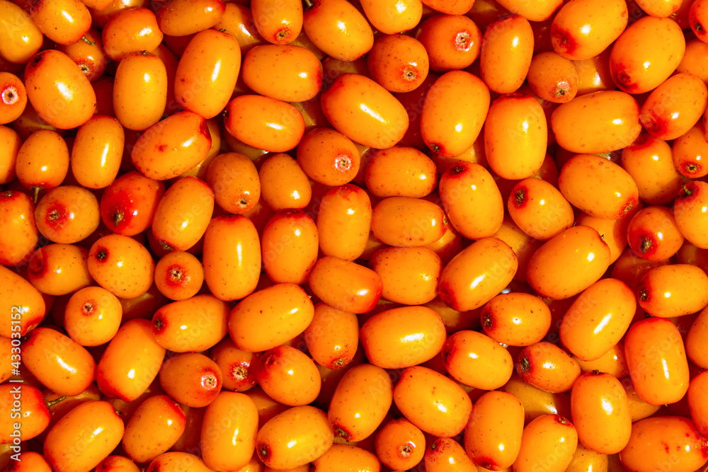 Juicy, ripe, organic sea buckthorn berries for good immunity. Berry background.