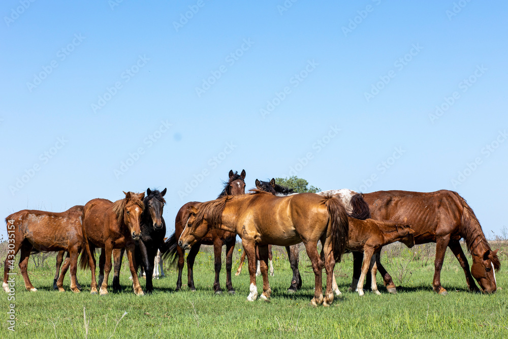 horses and foals in nature