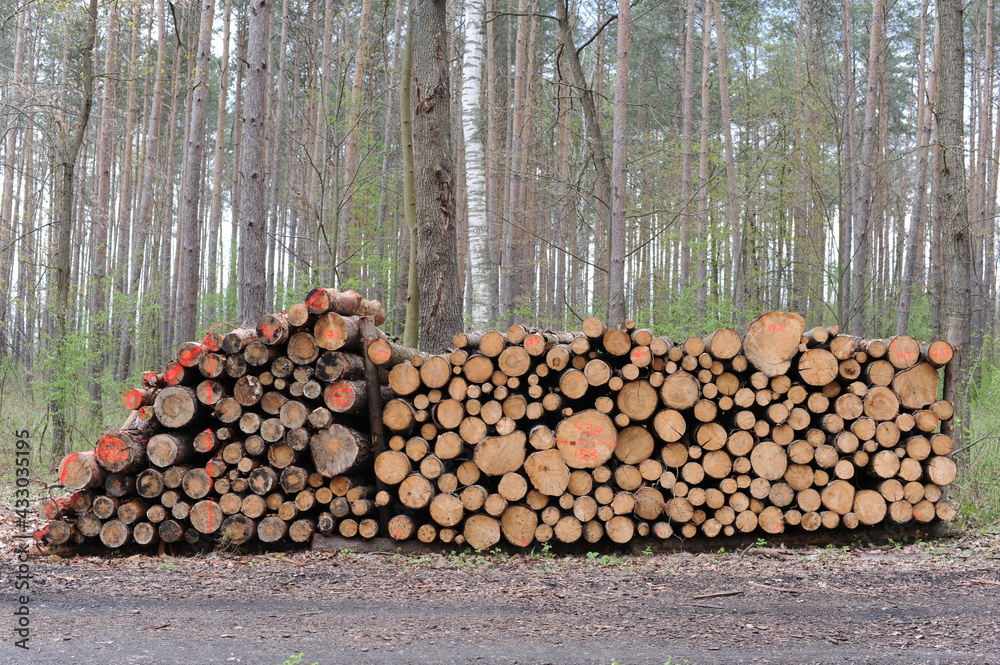 Stack of logs of old trees cut and sawn in the wood and piled for transportation in Europe