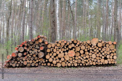 Stack of logs of old trees cut and sawn in the wood and piled for transportation in Europe