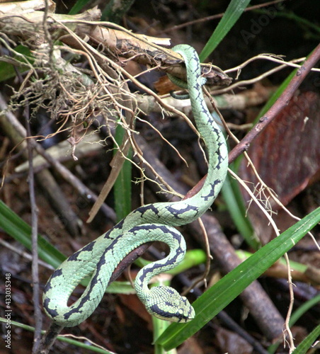 Ceylon Lanzenotter - Trimeresurus trigonocephalus