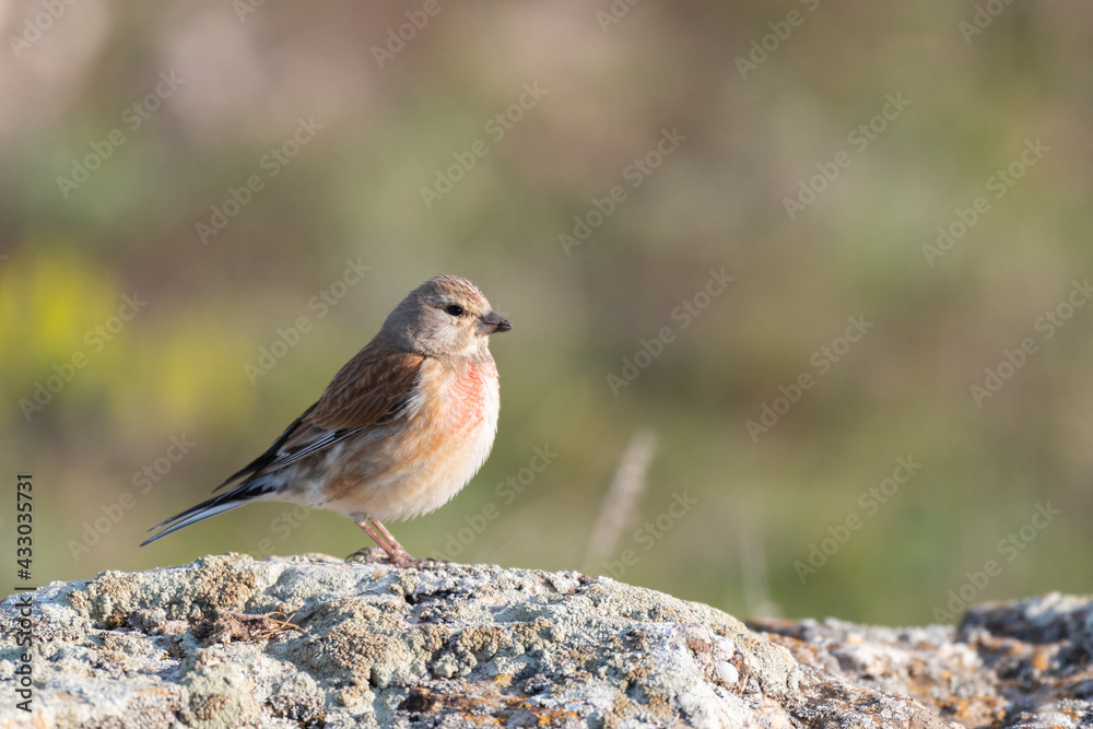 Common linnet Linaria cannabina, small passerine bird. Red linnet in the wild Common linnet Linaria cannabina, small passerine bird. Red linnet in the wild