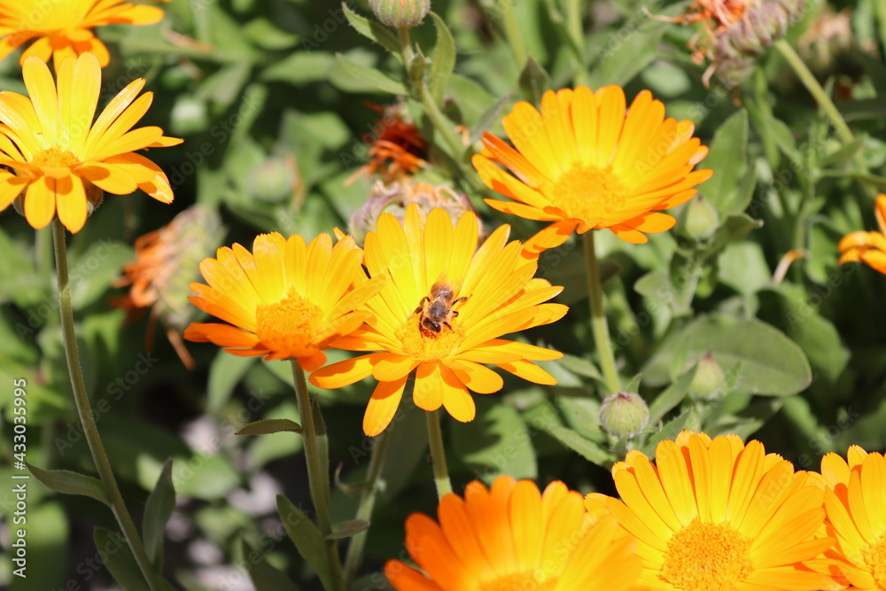 Bee on yellow flowers