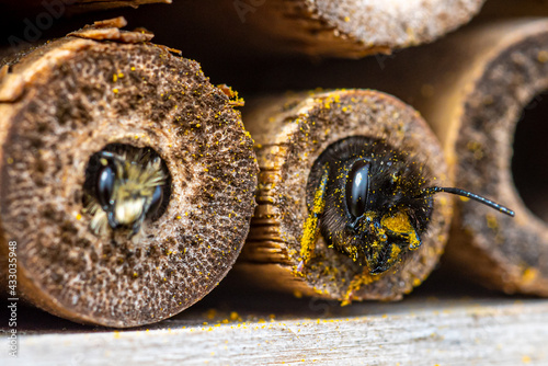 A furry bee (Anthophora plumipes) looking out of a bamboo stick of our insect-hotel.  Its neighbour, a mason bee (Osmia bicornis) is as well inspecting a bamboo stick.