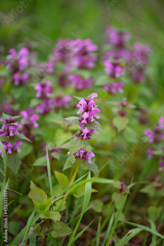 Photo of purple spring flowers.