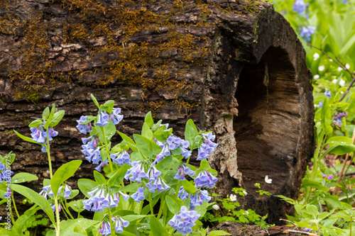 Blue Bell Wildflowers By Hollow Log photo