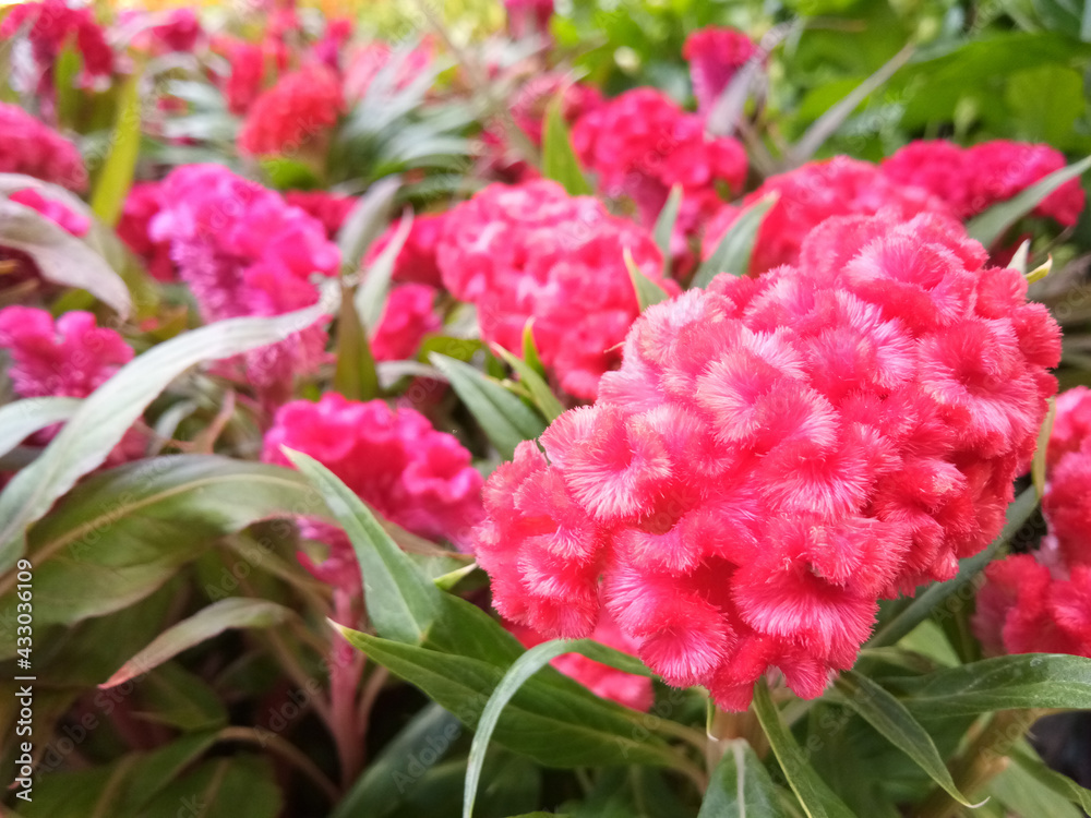 Pink cockscomb flowers blooming in nature garden Pink cockscomb flowers blooming in nature garden