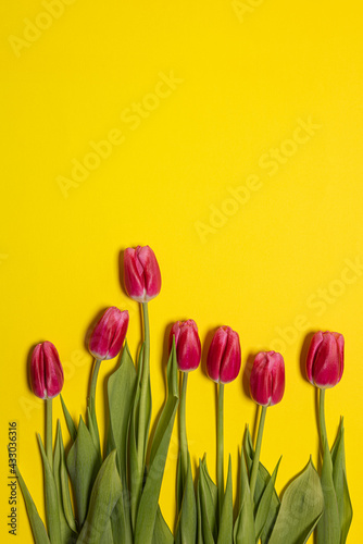 Fototapeta Naklejka Na Ścianę i Meble -  Fresh pink tulip flowers and copy space on yellow paper