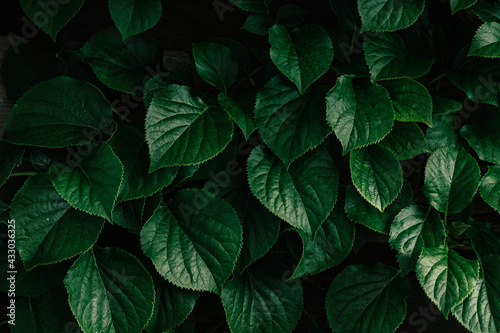 Dark green leaves background of Hydrangea macrophylla, Beautiful leaf pattern texture, Nature background, A species of flowering plant in the family Hydrangeaceae. © Sarawut